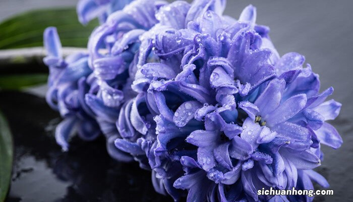 风信子花香有毒吗 适合在室内养吗 风信子花香有毒吗