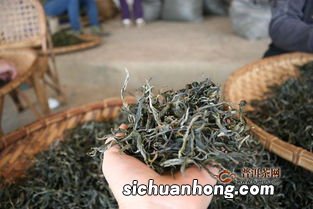 曼糯古树茶品质怎么样