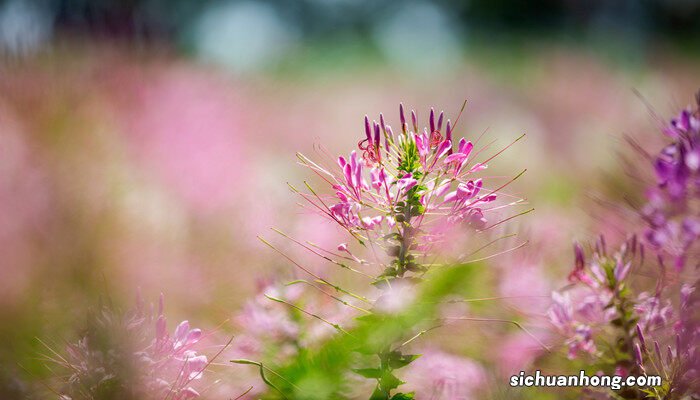 情人草怎么养可以放久一点 情人草怎么养