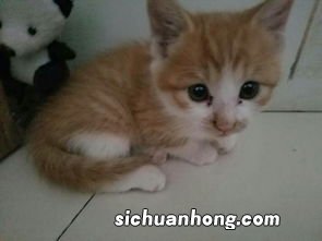 猫咪年龄怎么看