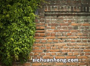 女人梦见看到墙倒了