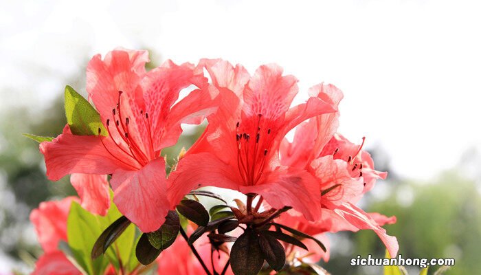 杜鹃花一年开几次花期 杜鹃花一年开几次花