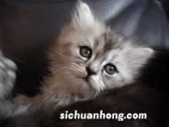 小猫太活泼好动怎么办