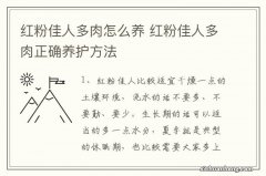 红粉佳人多肉怎么养 红粉佳人多肉正确养护方法