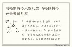 玛格丽特冬天耐几度 玛格丽特冬天最多耐几度