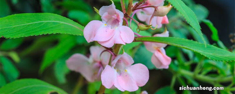凤仙花怎么传播种子的方法 凤仙花传播种子的方法