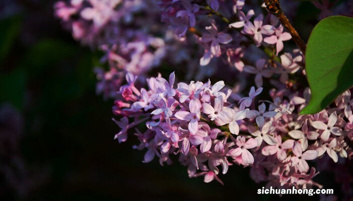 紫丁香花语和寓意 紫丁香花语