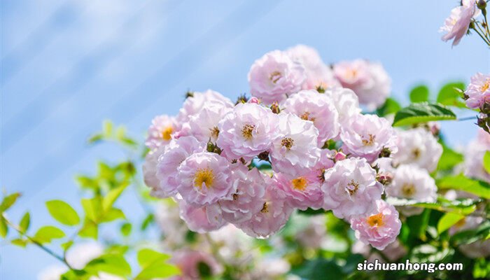 蔷薇花花语和寓意简介 蔷薇花花语