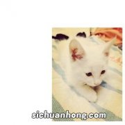 小猫吃什么猫粮好