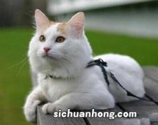 土耳其梵猫吃什么