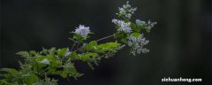 九里香一年开几次花,怎么繁殖 九里香一年开几次花