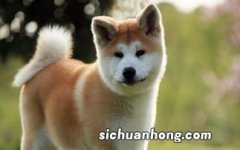 秋田犬适合家养吗