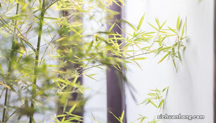 观音竹和富贵竹的区别寓意 观音竹和富贵竹的区别