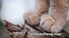 猫的爪子为什么不让按