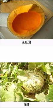 面瓜是什么瓜