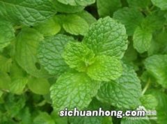 什么植物能驱蚊子