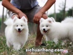 吉娃娃几个月算成犬