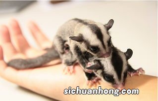 密袋鼠为什么那么臭