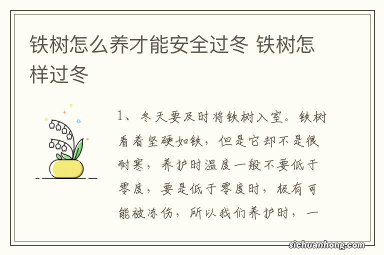 铁树怎么养才能安全过冬 铁树怎样过冬