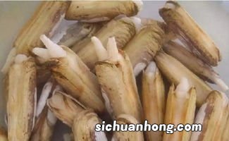 刚买的蛏子怎么清洗