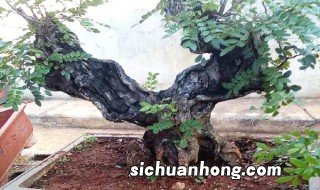 清香木老桩栽培方法 清香木老桩栽培方法简单介绍