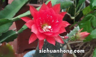 令箭的养殖方法和注意事项大全 令箭的养殖方法和注意事项大全简单介绍