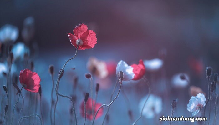 鲜花种类及图片大全 鲜花种类