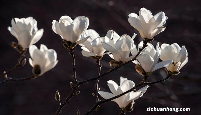 白玉兰花期多长时间 白玉兰花期