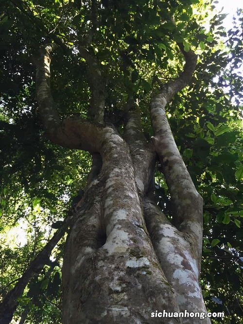 单株茶叶怎么做