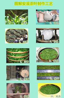 茶叶采后怎么炒制