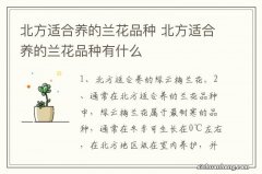 北方适合养的兰花品种 北方适合养的兰花品种有什么