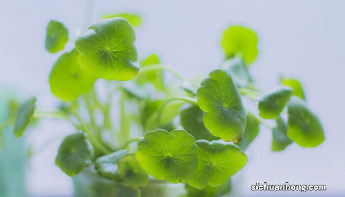 金钱草和铜钱草的区别图片 金钱草和铜钱草的区别