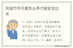 凤尾竹冬天要怎么养才能安全过冬