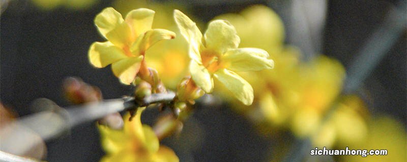 迎春花夏天怎么养护 迎春花夏天的养护和管理