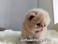 怎么安抚猫