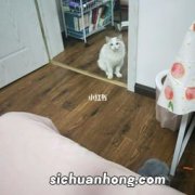 猫急性肠胃炎能自愈吗