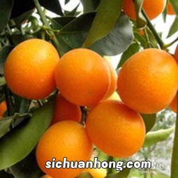 胀气吃什么水果消气