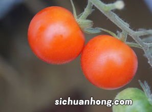 胀气吃什么水果消气