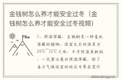 金钱树怎么养才能安全过冬视频 金钱树怎么养才能安全过冬