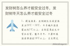 发财树怎么养才能安全过冬，发财树冬天怎么养才能安全过冬