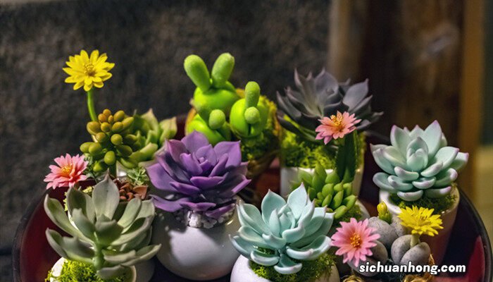 多肉叶片怎么种植 多肉叶片怎么种