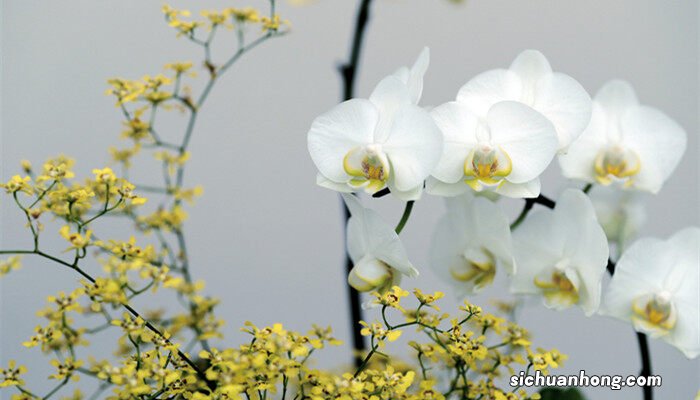 蝴蝶兰谢了花梗怎么剪枝 蝴蝶兰谢了花梗怎么剪