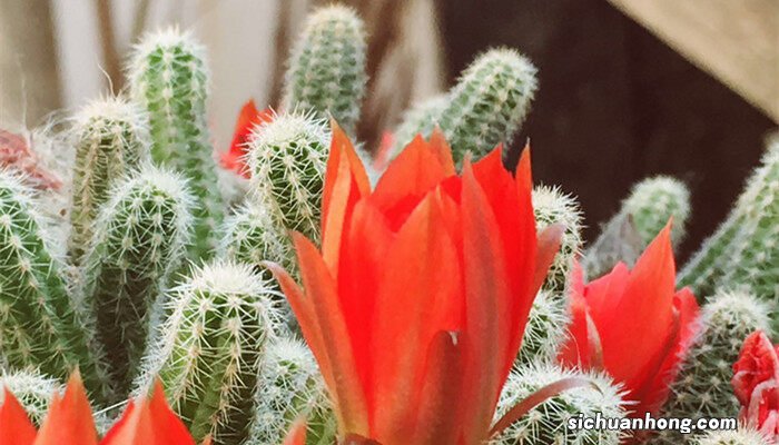 喜欢阳光的植物盆栽有哪些 喜欢阳光的植物