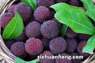 杨梅什么季节吃杨梅呢