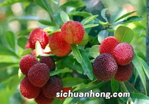 杨梅什么季节吃杨梅呢