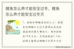 鲤鱼怎么养才能安全过冬，鲤鱼怎么养才能安全过冬天