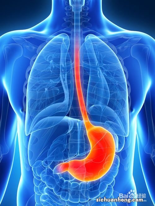 什么东西改善肠胃