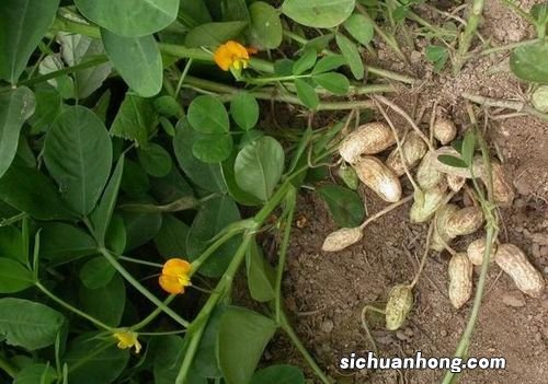 花生生长过程，生长周期多长时间