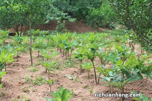 一亩水田需要多少化肥，化肥是有机物还是无机物