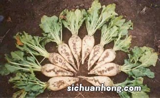 东北农作物生长期长还是短,是一年几熟